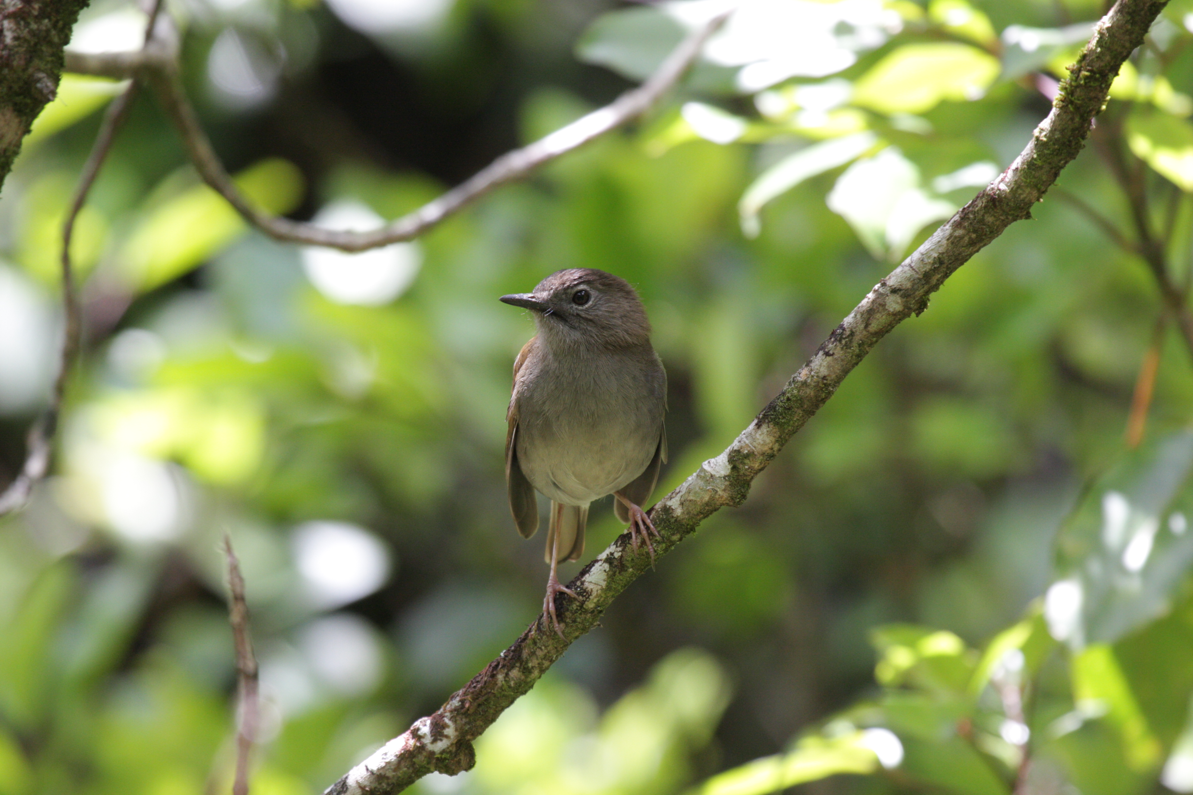 Protect Hawaii's Stunning Endangered Forest Birds Indiegogo