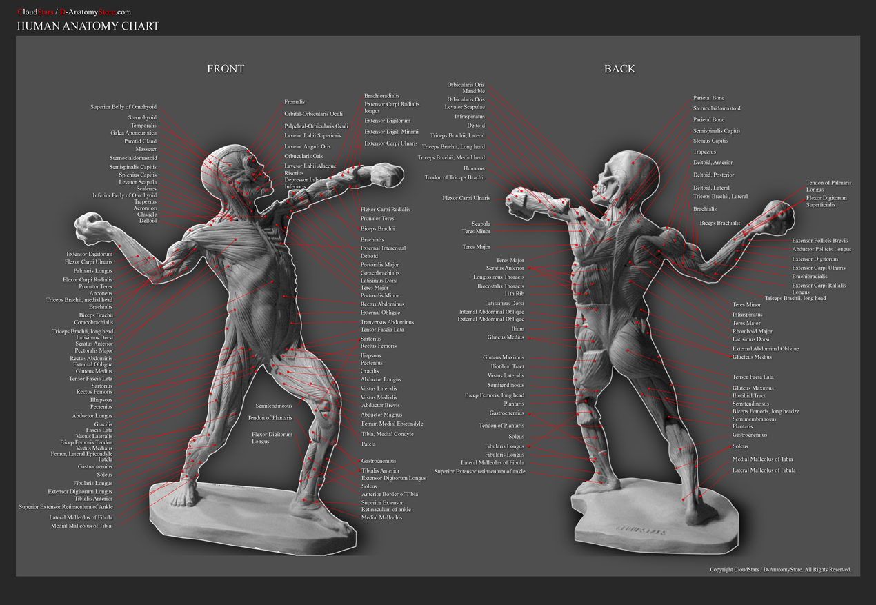 HIgh detailed écorché anatomical reference model. Indiegogo