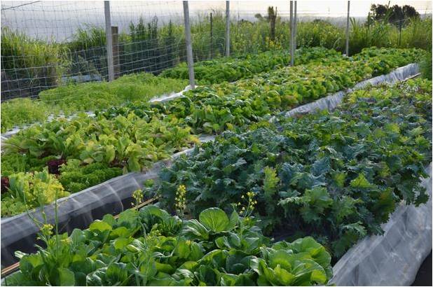 uncategorized - aquaponics how to