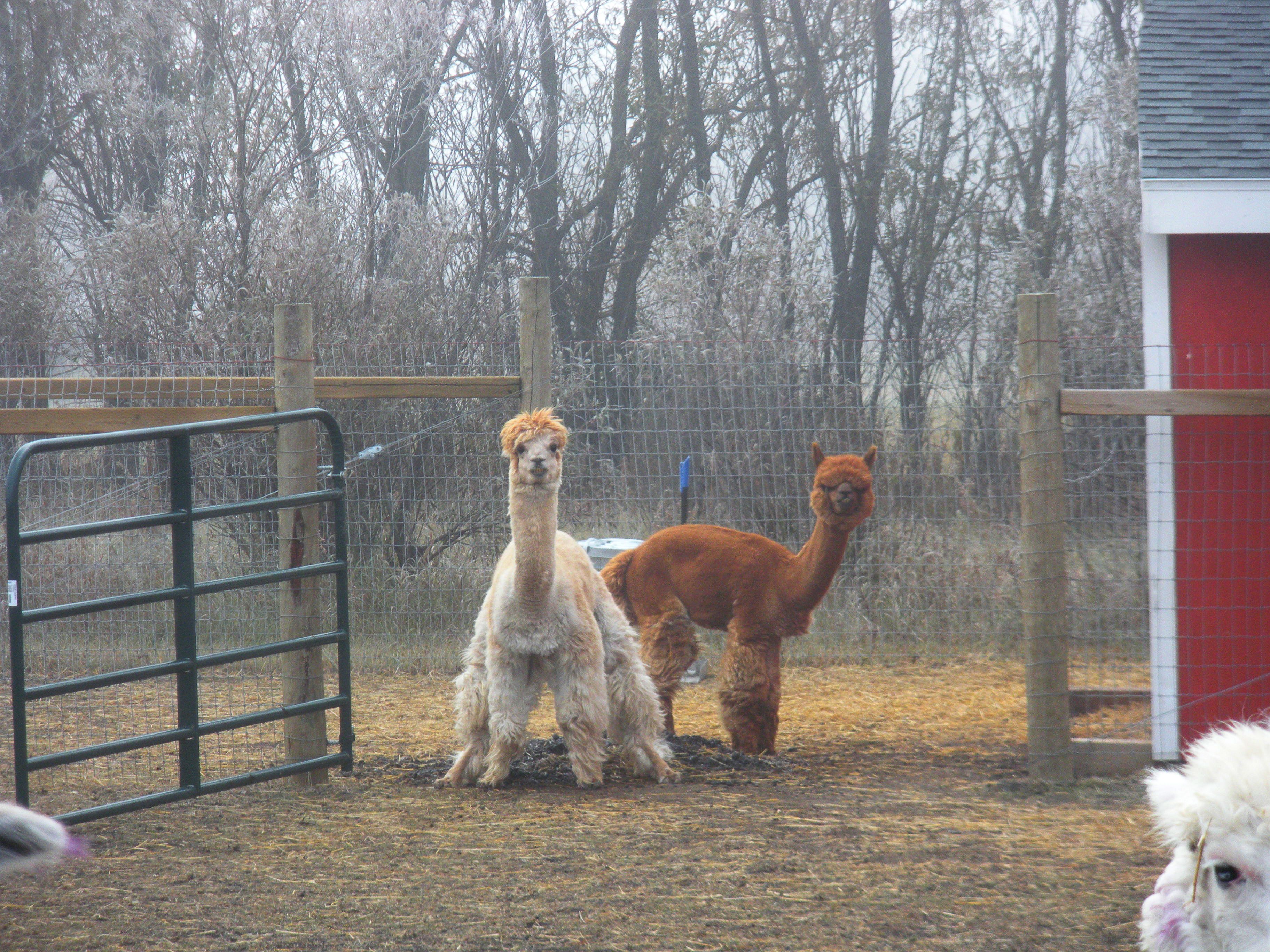 Lab tests for an Alpaca Manure Business Indiegogo