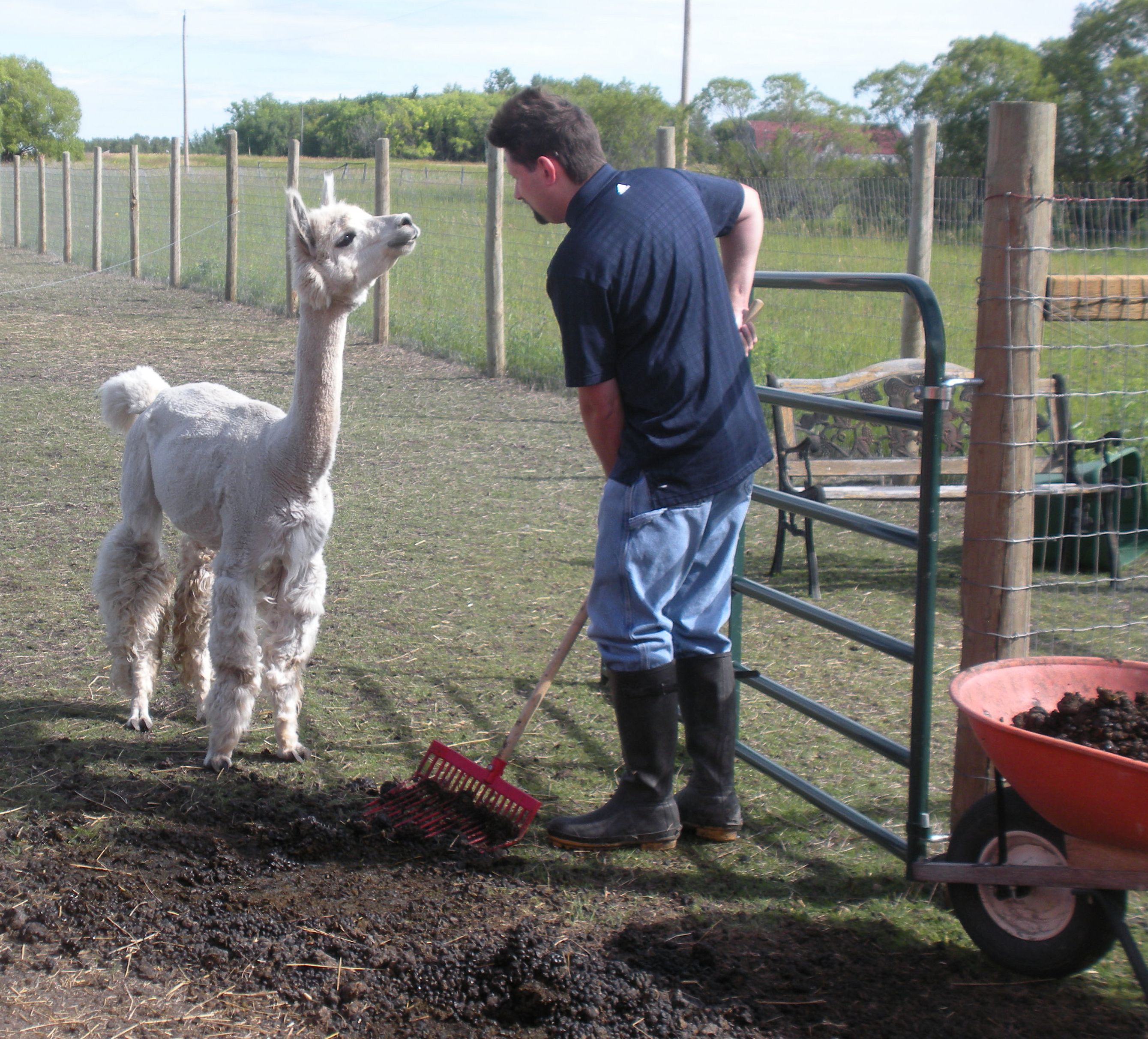 Lab tests for an Alpaca Manure Business Indiegogo