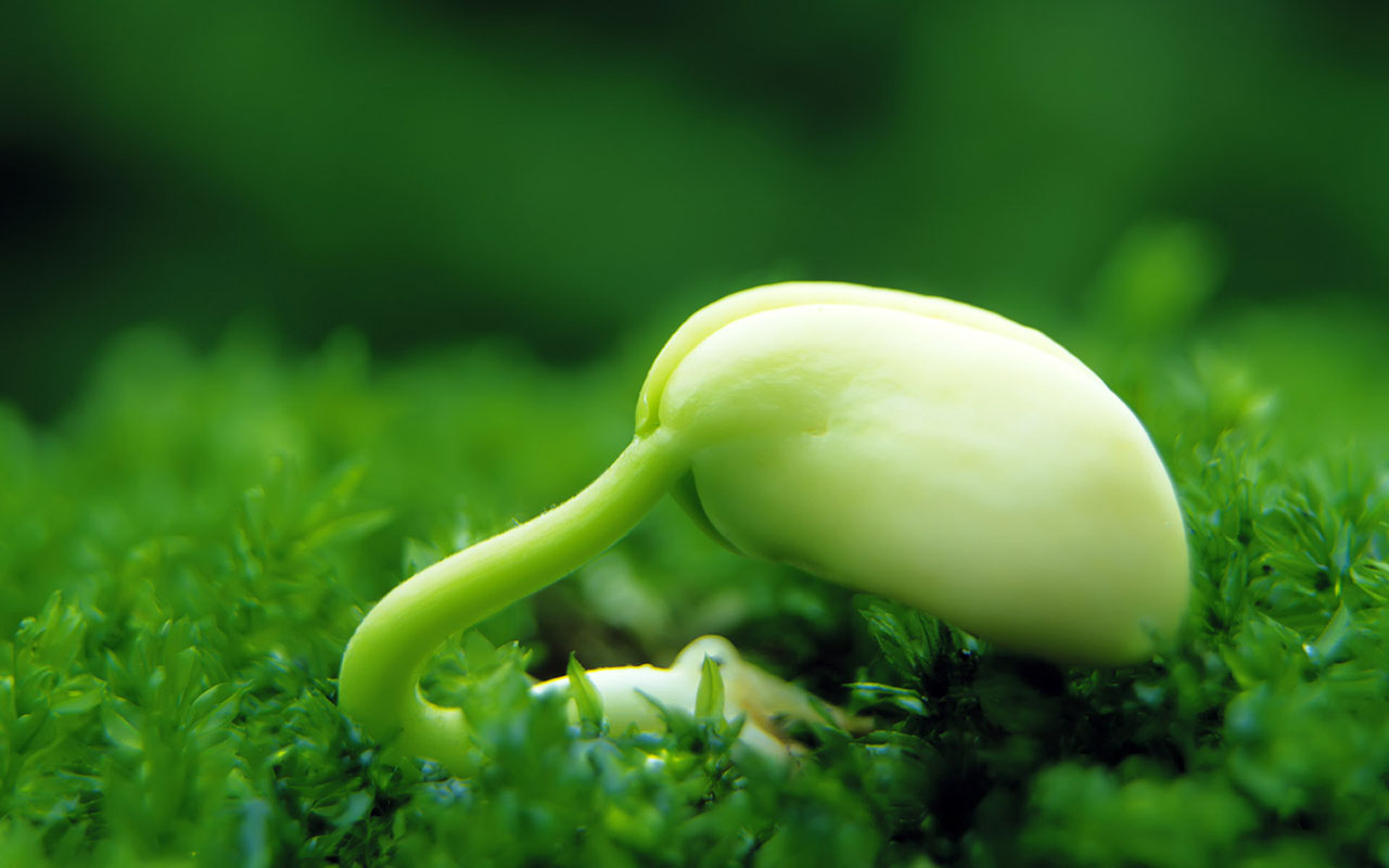 sprout. | Indiegogo