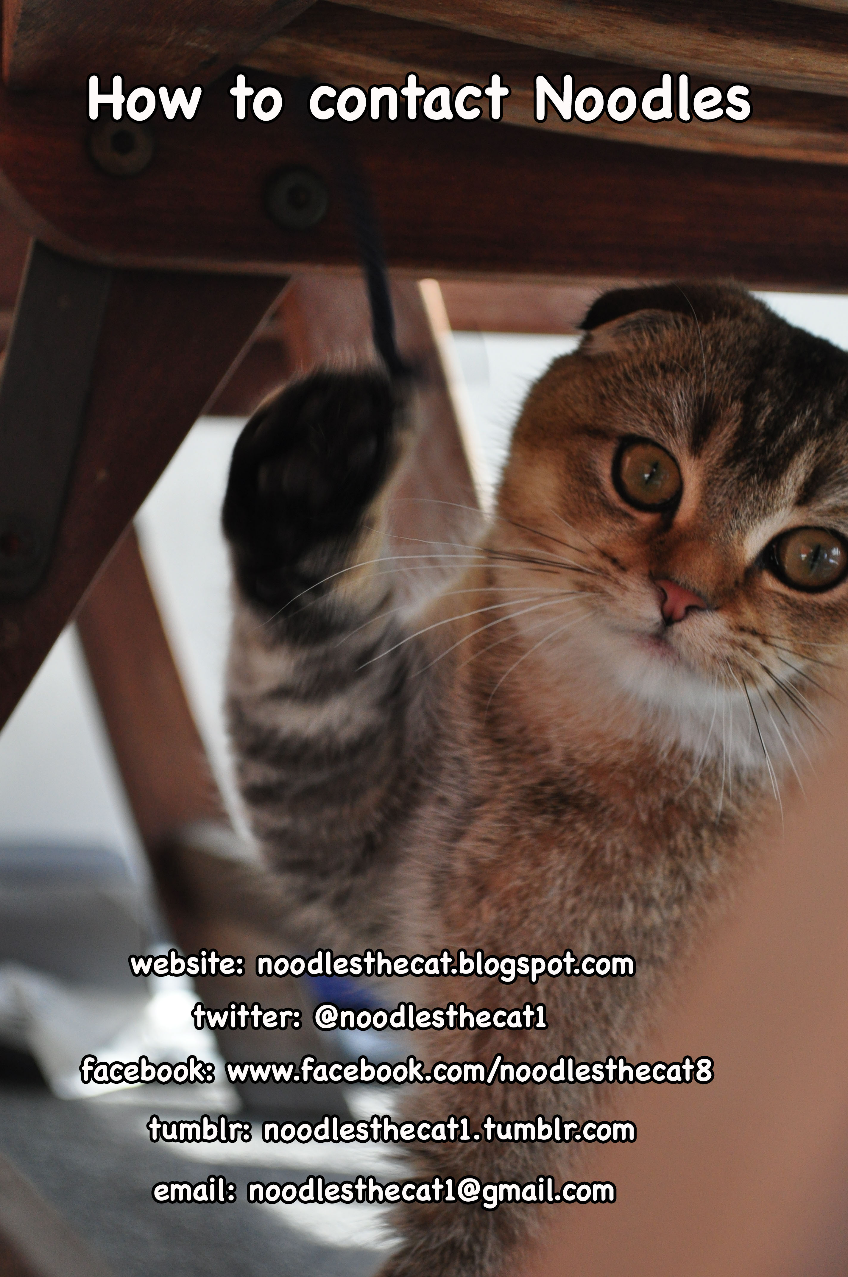 Hello i am a cat. Привет кошка. Привет it is cat. Здравствуйте кошка. Здрасти кот.