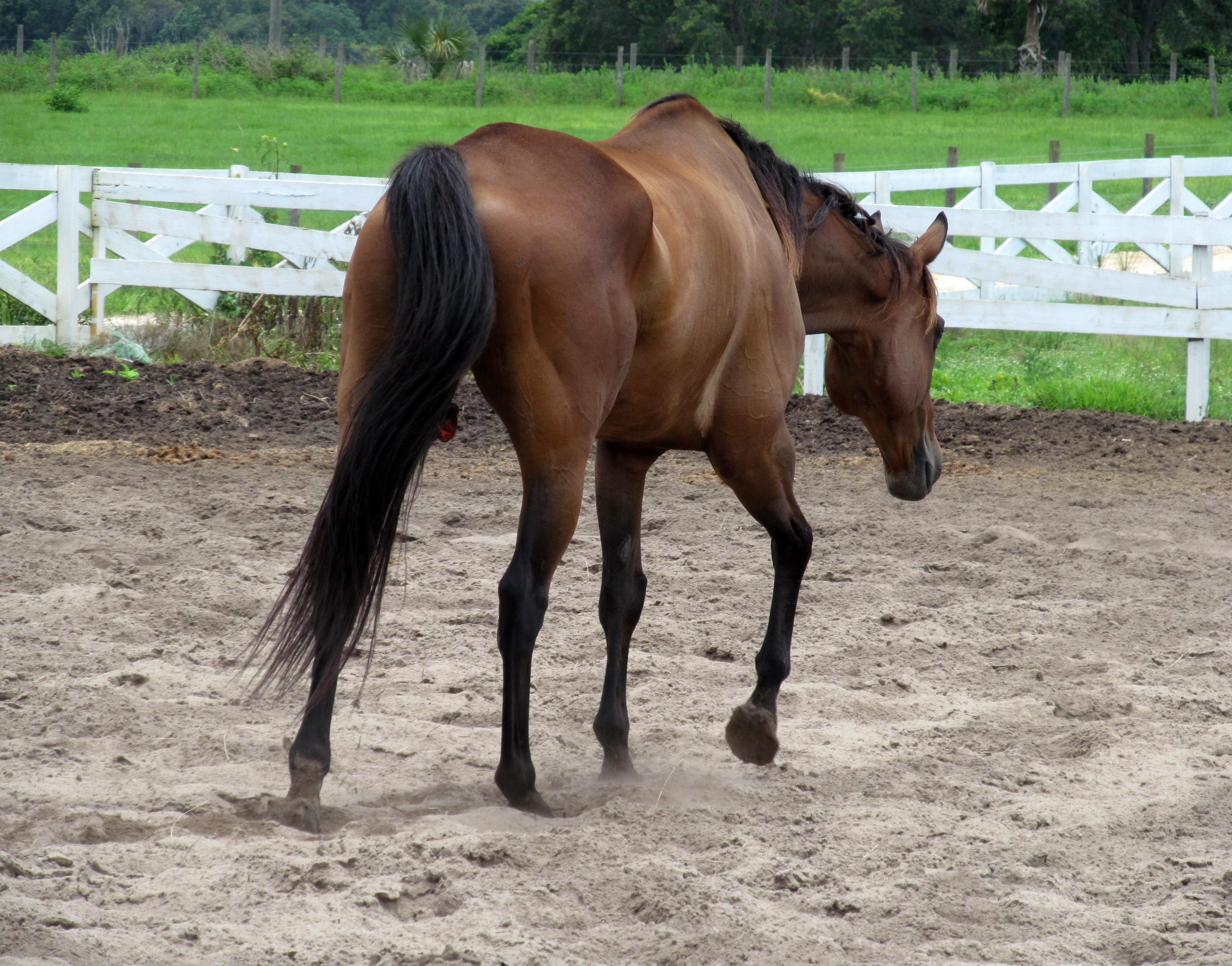 The DreamCatcher's Ranch Indiegogo