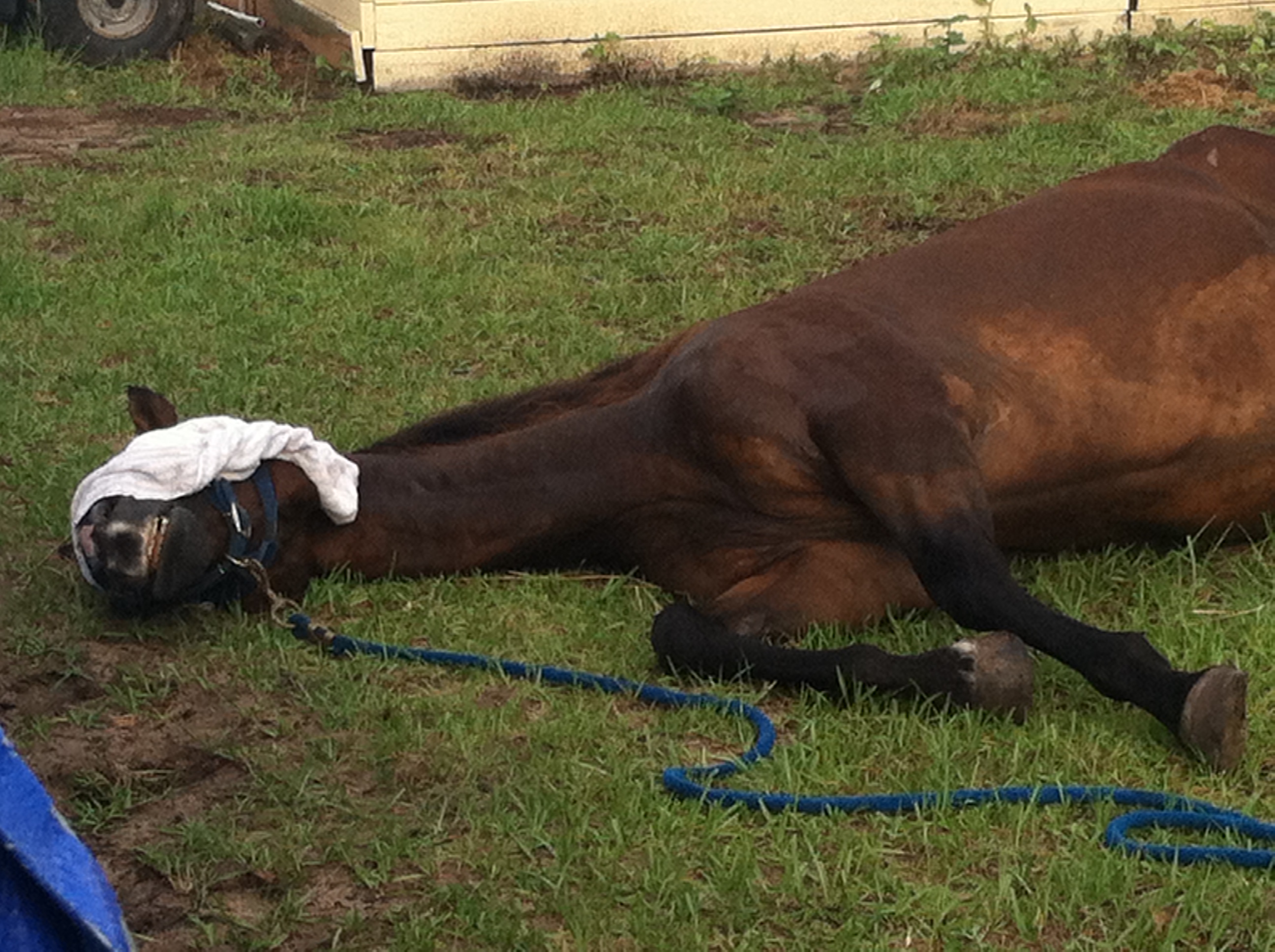 The DreamCatcher's Ranch Indiegogo