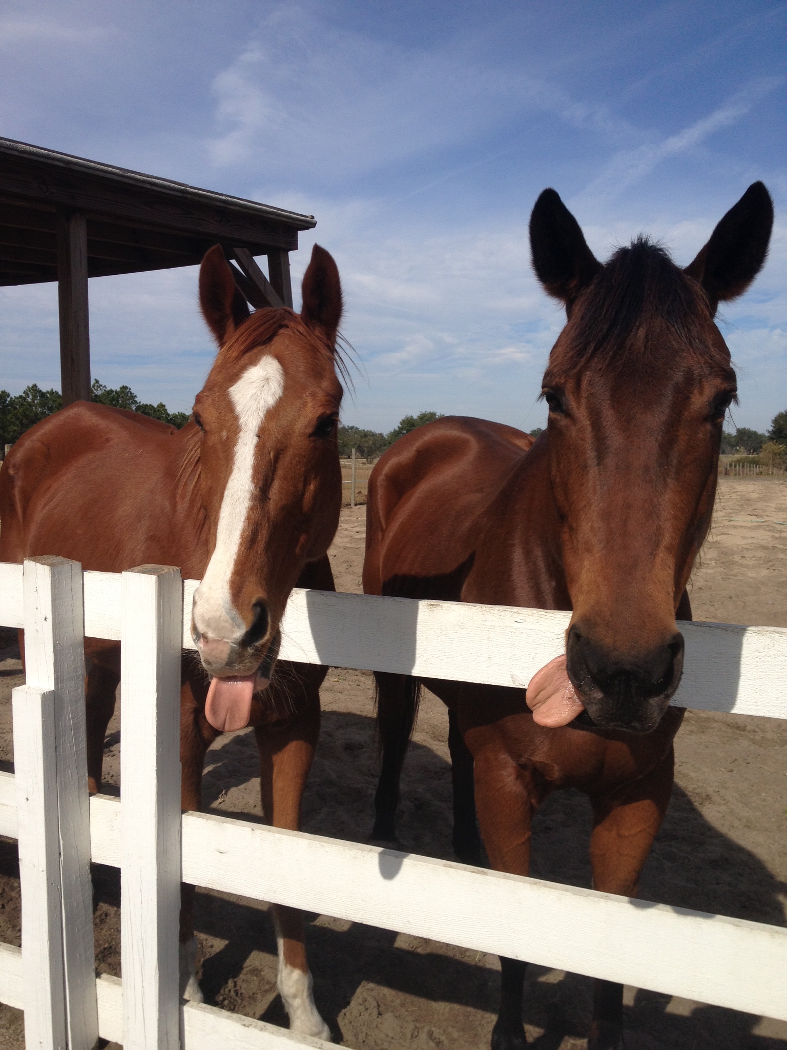 The DreamCatcher's Ranch Indiegogo