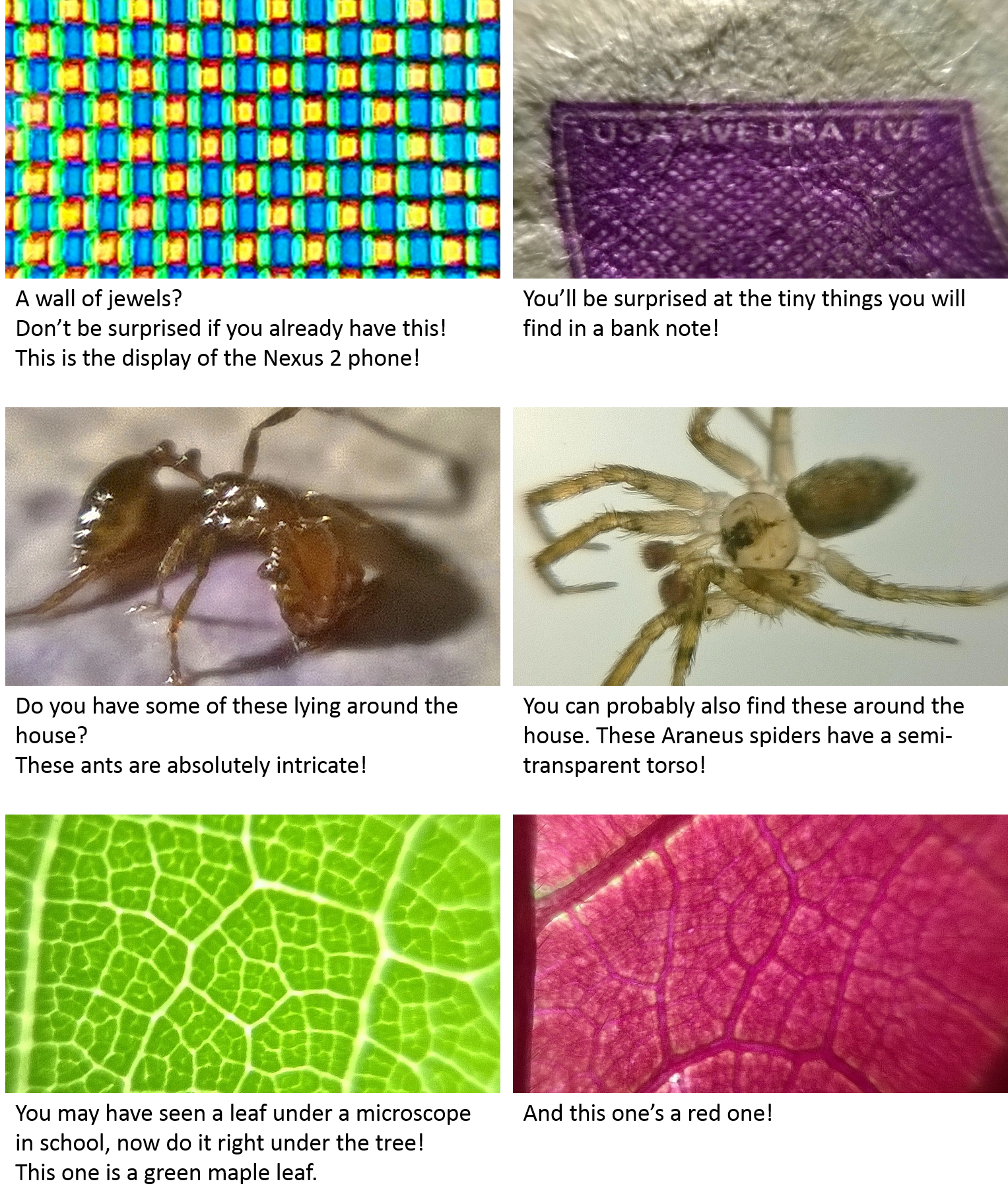 Dotlens smartphone microscope lens Indiegogo